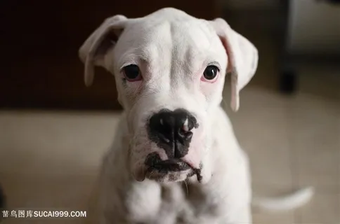 白色阿根廷杜高犬