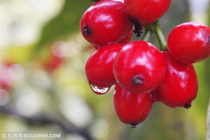 自然风景-雨水洗刷过后的火红果实
