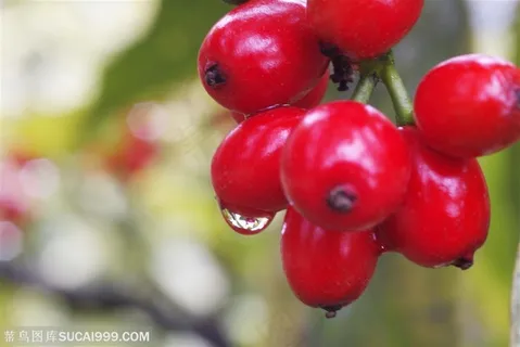 自然风景-雨水洗刷过后的火红果实 自然风景-雨水洗刷过后的火红果实