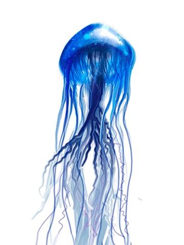 水母 PNG免抠(360x480)
