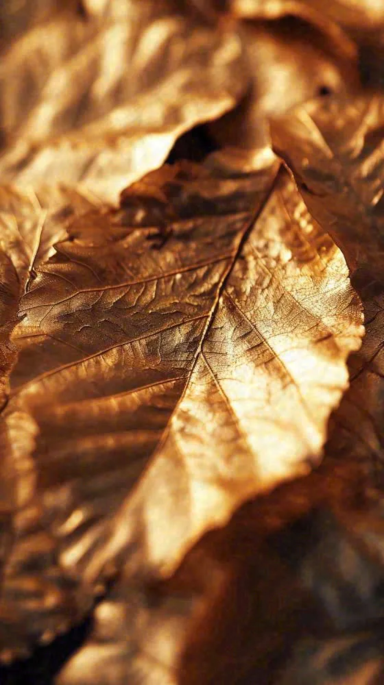 秋天秋叶金黄色满地落叶，秋分摄影图(816x1456)