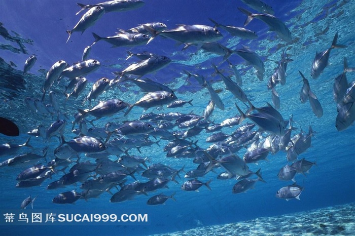 海洋浅水鱼类写真大图