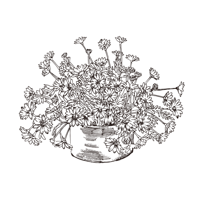 线条草本花卉手绘植物-玛格丽特