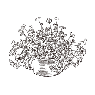 线条草本花卉手绘植物-玛格丽特