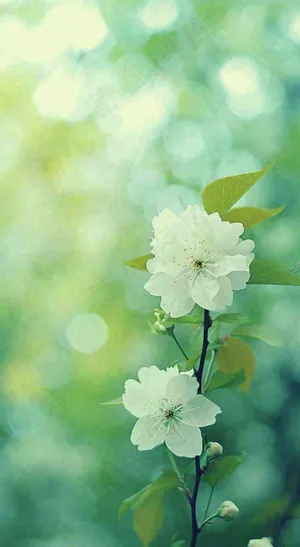 春天清新白色花朵枝叶，春分立春摄影图