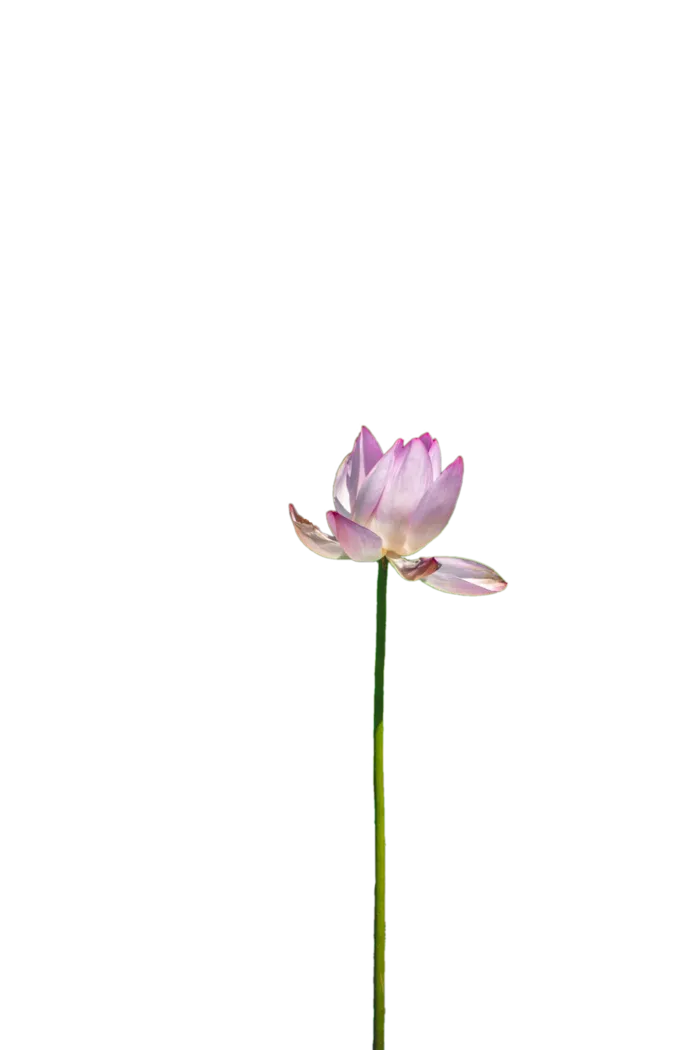 花朵|花卉|花瓣|向日葵|菊|百合|玫瑰|荷花|PNG|免扣元素