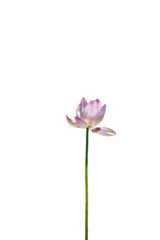 花朵|花卉|花瓣|向日葵|菊|百合|玫瑰|荷花|PNG|免扣元素