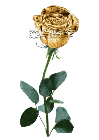 玫瑰花金枝绿叶