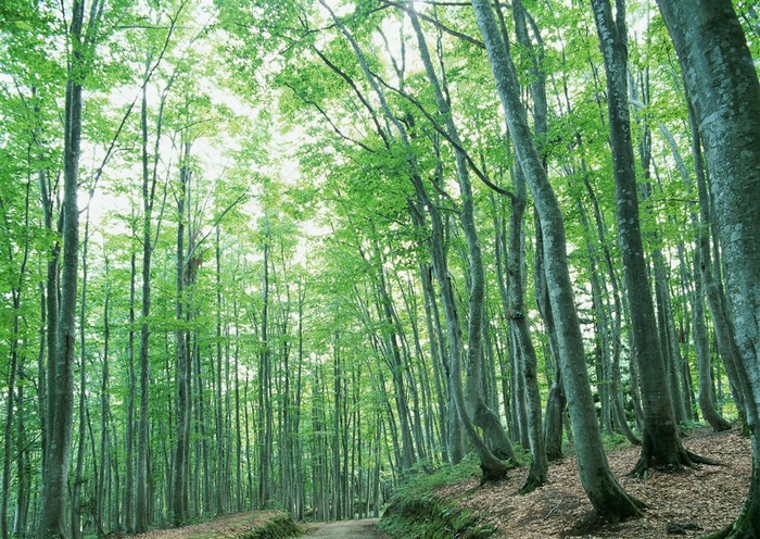 森林的树缝穿过的光美丽风景摄影图片