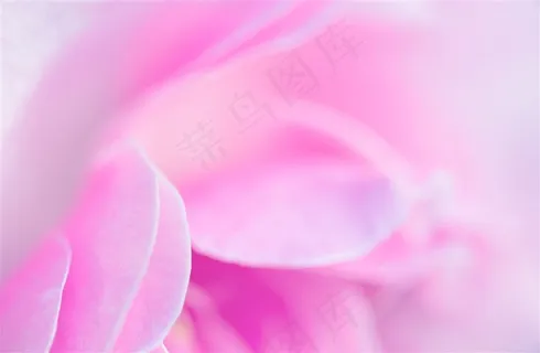 唯美梦幻花朵背景高清图片