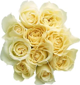 黄玫瑰  黄玫瑰  黄玫瑰