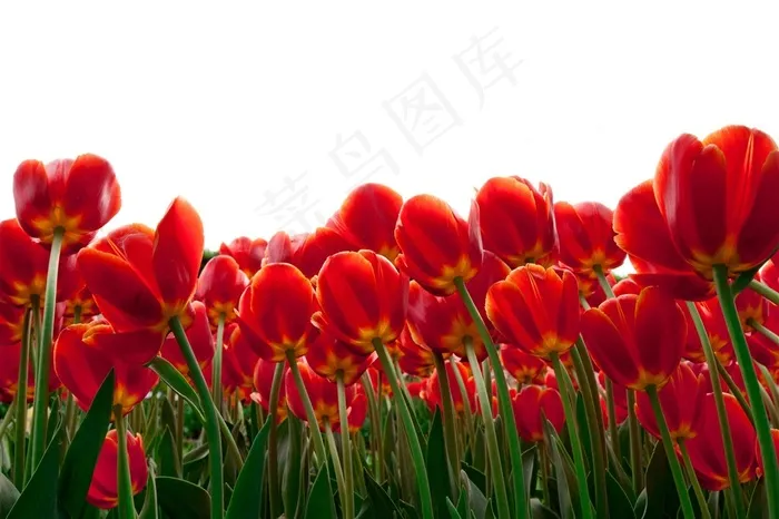 红色郁金香鲜花图片