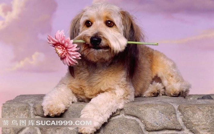 咬着花的狗狗摄影