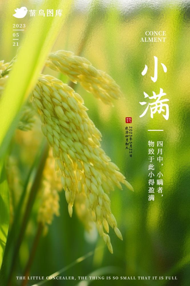 小满节气稻谷小麦麦穗绿色小清新海报(2000x3000)psd模版下载