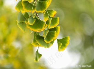 秋天银杏叶摄影图片