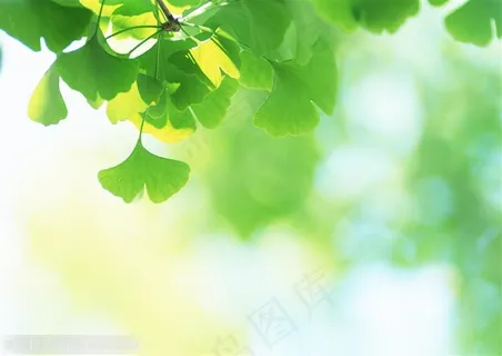 翠绿的银杏叶图片 翠绿的银杏叶图片