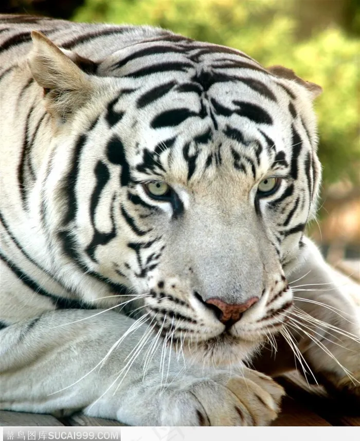 一只成年白虎趴着特写