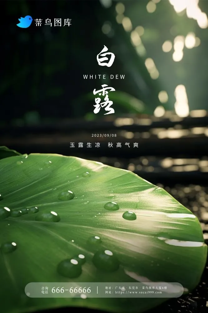 白露树叶水滴地面简约意境节气海报(2362x3543)psd模版下载