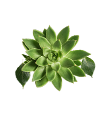 矢量元素免抠植物psd模版下载