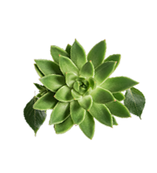 矢量元素免抠植物