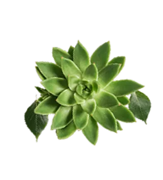 矢量元素免抠植物