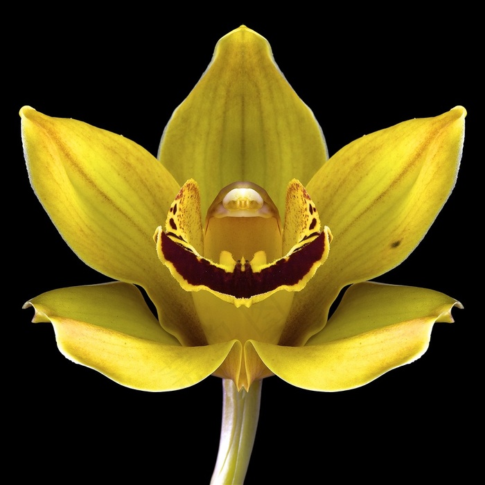 超高清黄色鲜花图片