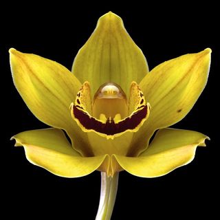 超高清黄色鲜花图片