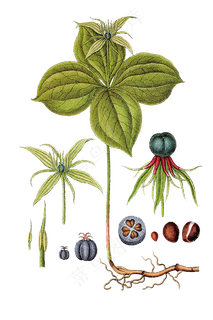 手绘草本中药药材