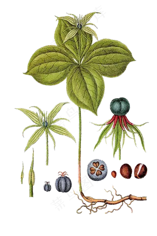 手绘草本中药药材