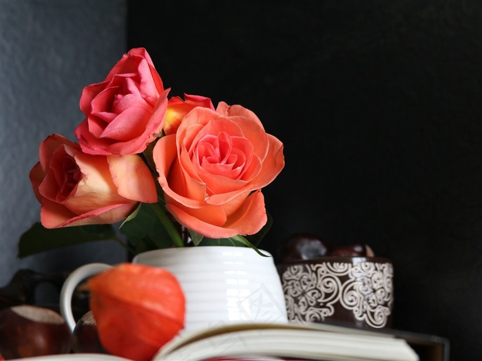 漂亮的玫瑰特写