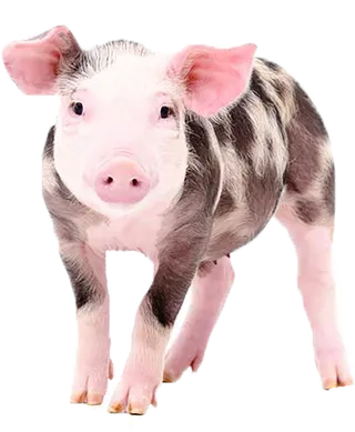 小猪花猪动物畜牧业现代农业
