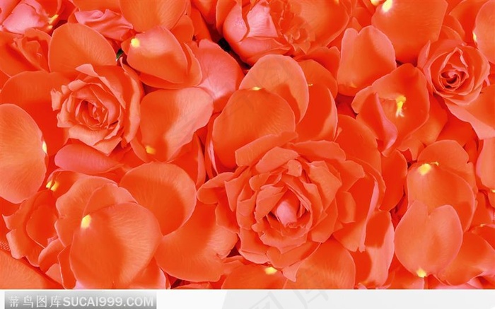 玫瑰花瓣背景