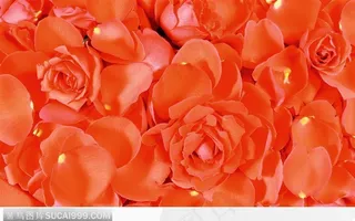 玫瑰花瓣背景