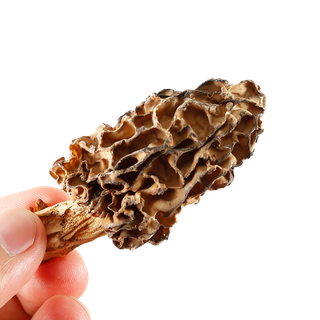 狼毒菌超市商品白底图免抠实物摄影png格式图片透明底