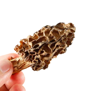 狼毒菌超市商品白底图免抠实物摄影png格式图片透明底