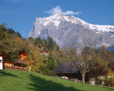 雪山脚下树林中的村庄 雪山脚下树林中的村庄