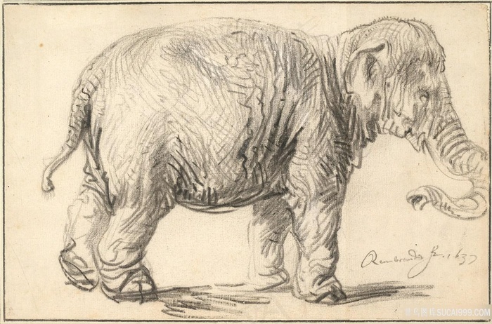 伦勃朗（1606-1669）-大象素描挂画