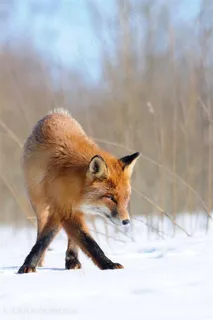 交叉腿小狐狸图片