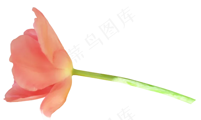 一朵花一　