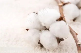 洁白柔软的棉花图片