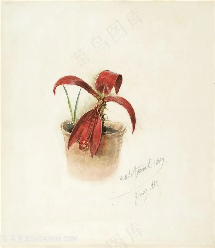 1849年，弗朗茨・阿尔-仙人掌开花