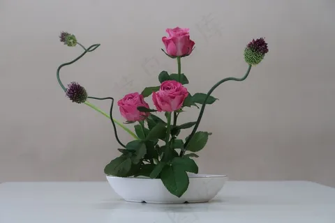 粉红色玫瑰花盆栽图片 粉红色玫瑰花盆栽图片