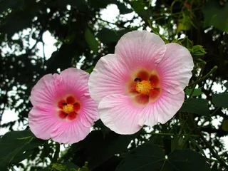 粉色木棉花图片