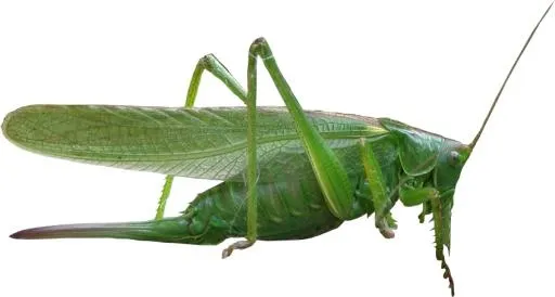 蚱蜢 PNG免抠(848x455)