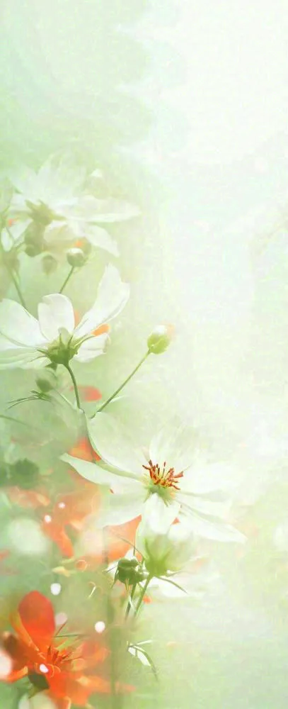 白色清新花朵朦胧唯美意境，鲜花摄影图(704x1728)