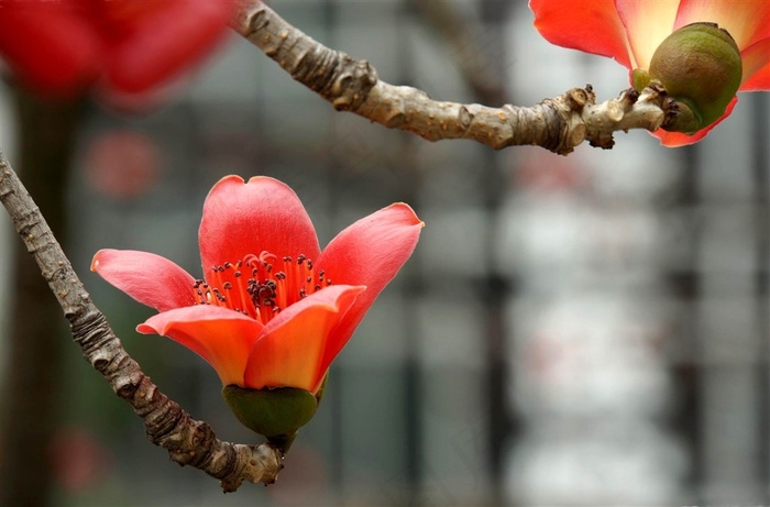 绿色植物红色的木棉图片