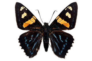 蝴蝶 彩蝶 花蝴蝶 动物 昆虫 免抠