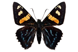 蝴蝶 彩蝶 花蝴蝶 动物 昆虫 免抠