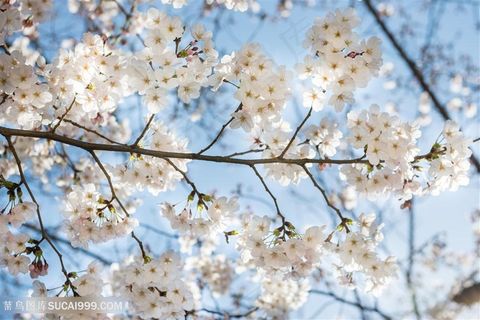美丽的春天公园花朵景色高清图片-3