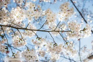 美丽的春天公园花朵景色高清图片-3